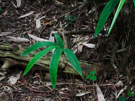 bamboo grass, sasa, góra, droga wspinaczkowa, JPG