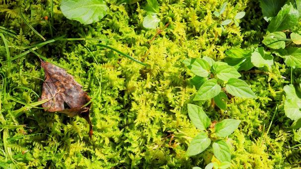 秋の秩父ミューズパーク・苔の地面・秩父市 秋の秩父ミューズパーク・苔の地面・秩父市の写真