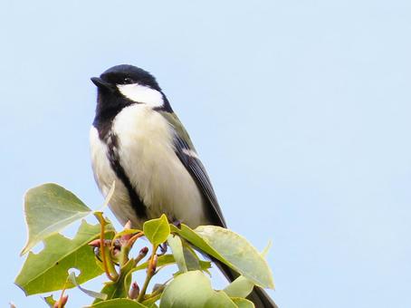 シジュウカラ シジュウカラ シジュウカラ,可愛い,鳥の写真素材