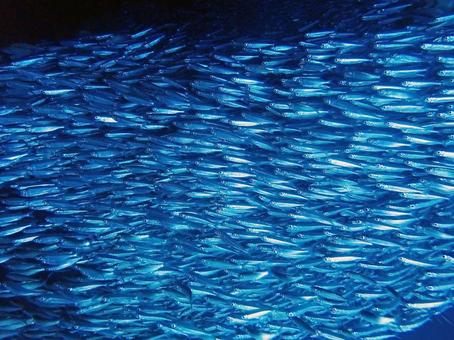 ミジュンの群れ 海,沖縄,魚群の写真素材