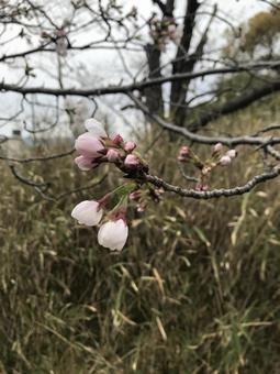 桜の写真