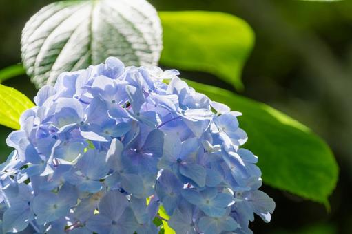 Transparent blue hydrangea, JPG Transparent blue hydrangea, JPG