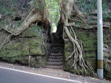 伊豆大島　泉津の切通し 泉津の切通し,森,神秘的の写真素材