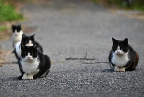 浄瑠璃寺のニャンズ　秋編 猫,動物,屋外の写真素材