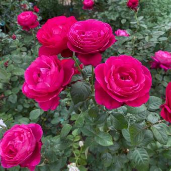 濃いピンク色のバラの花 濃いピンク色のバラの花の写真