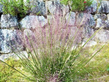 Muhlenbergia blooming on the roadside, JPG Muhlenbergia blooming on the roadside, JPG