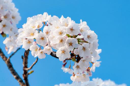 青空に映える満開の桜 3 桜,ソメイヨシノ,サクラの写真素材