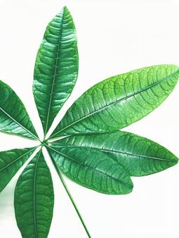 大きなパキラ(観葉植物)の葉45 大きなパキラ(観葉植物)の葉45 パキラ,パキラの葉,葉の写真素材