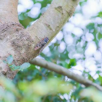 涼しい雰囲気の木にとまるアブラゼミ 涼しい雰囲気の木にとまるアブラゼミ セミ,アブラゼミ,蝉の写真素材