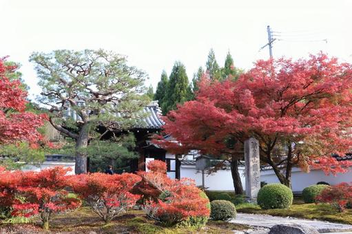 圓光寺　正門の紅葉 圓光寺,正門,紅葉の写真素材