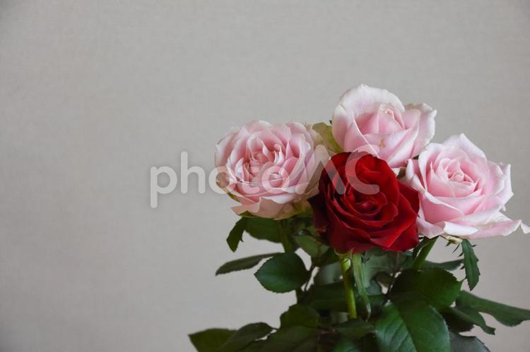 ピンクと赤のばら ばら,薔薇,赤の写真素材