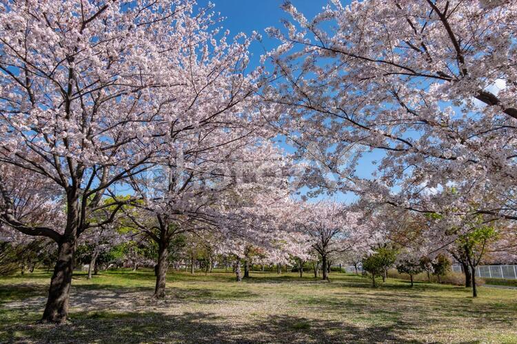 大島小松川公園　桜 大島小松川公園,江戸川区,東大島の写真素材