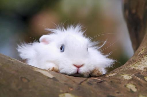 ペットの兎 ペットの兎の写真