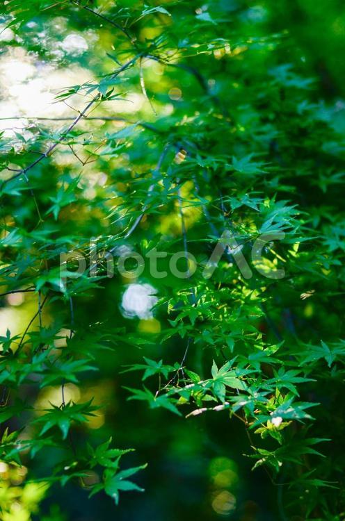 青々とした緑色のモミジ モミジ,緑,紅葉の写真素材