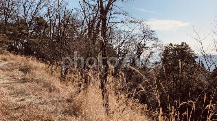 ススキがいっぱい ススキ,秋,風景の写真素材