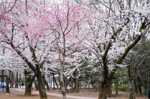 別所沼公園の桜 別所沼公園の桜の写真