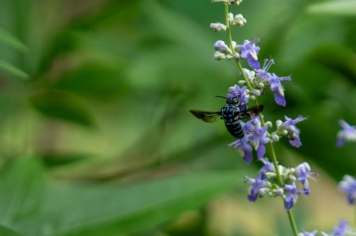 A blue-and-white bee sucking nectar from a flower, JPG A blue-and-white bee sucking nectar from a flower, JPG