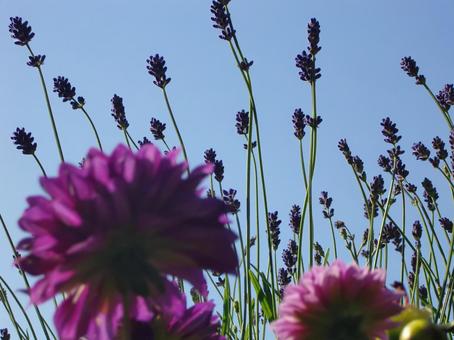 ラベンダー-2 ラベンダー,花,紫の写真素材