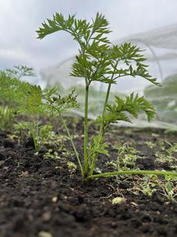 市民農園の秋の人参の栽培 人参,キャロット,秋の写真素材