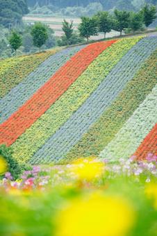 夏の北海道 夏の北海道 四季彩の丘,北海道,美瑛の写真素材