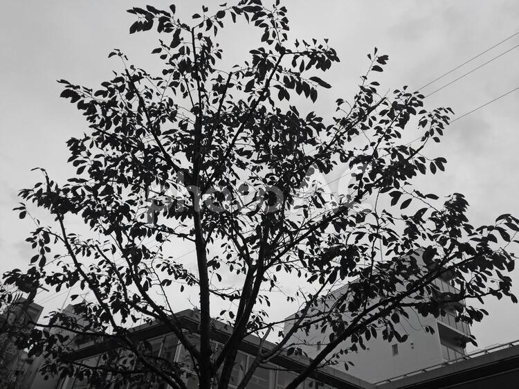 木の下から.3 白黒,モノクロ,木の写真素材