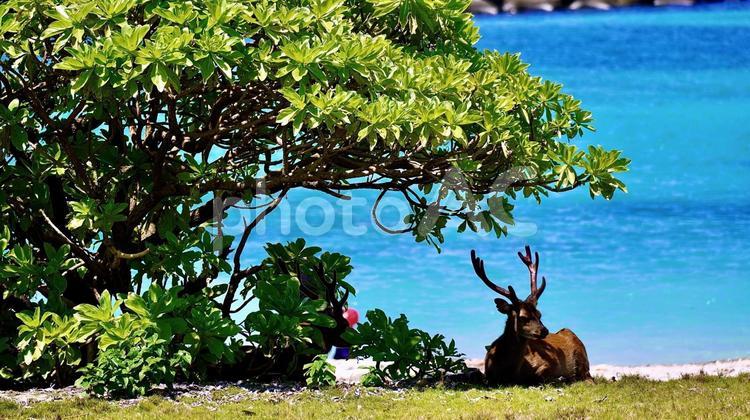 クサトベラの下で座るケラマジカ 草海桐,クサトベラ,ケラマジカの写真素材