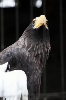 かっこいい動物の写真素材 写真素材なら 写真ac 無料 フリー ダウンロードok