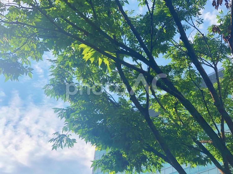 木々と爽やかな青空 空,晴れ,木漏れ日の写真素材