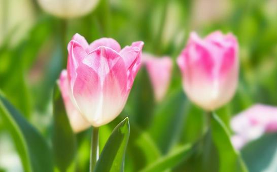 庭先に咲いた上がピンク色のチューリップ チューリップ,ピンク色,一輪の写真素材