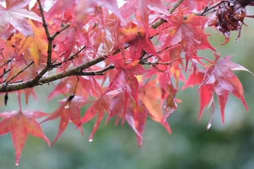 もみじ もみじ,紅葉,雨の写真素材