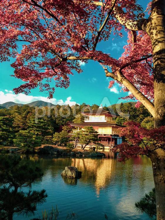 金閣寺ともみじ かわいい,紅葉,金閣寺の写真素材