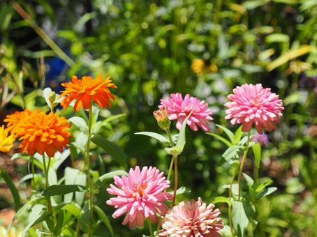 ジニア② ジニア,花,フラワーの写真素材