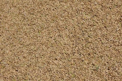 刈取したばかりの籾米 籾米,籾,粒の写真素材