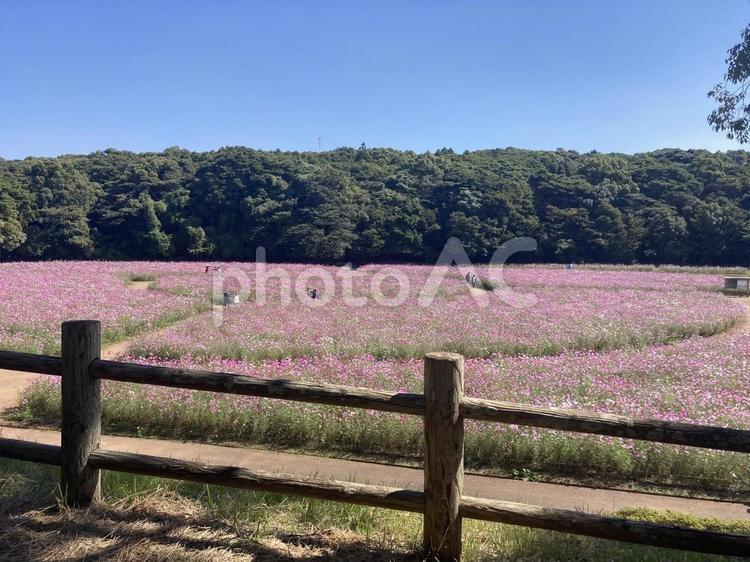 コスモス畑　佐世保　展海峰 花畑,コスモス,コスモス畑の写真素材