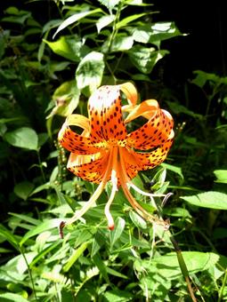 林道の草むらに咲くオニユリの写真