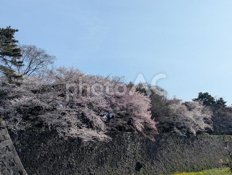 名古屋城の桜 桜,花,春の写真素材