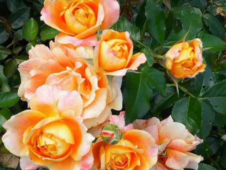 薔薇 薔薇,植物,花の写真素材