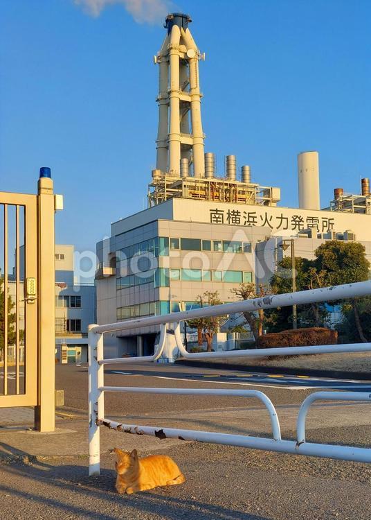 火力発電所前のガードレール下に茶トラ猫 茶トラ猫,野良猫,ネコの写真素材