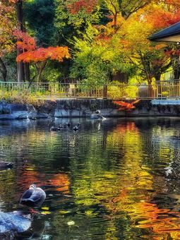 紅葉の映える公園の青い水面と鴨 紅葉の映える公園の青い水面と鴨 カモ,鳥,浮かぶの写真素材