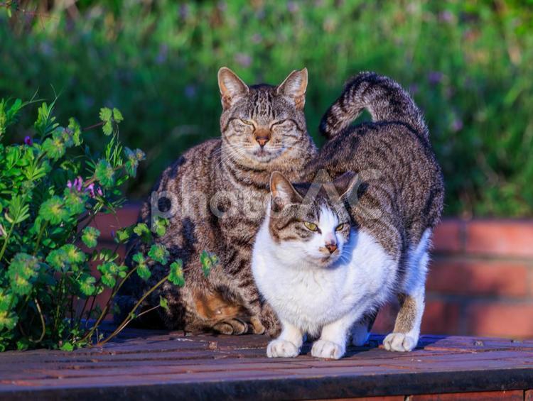 海の公園で出会った仲良しな野良猫です。 猫,野良猫,地域猫の写真素材