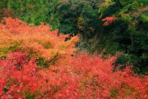 養老渓谷 養老渓谷,粟又の滝,滝の写真素材