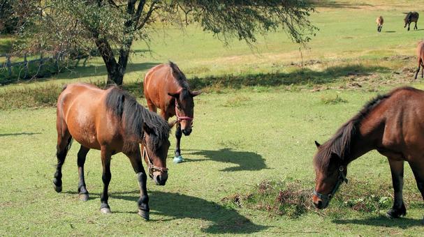 初秋の開田高原放牧場の木曽馬 初秋の開田高原放牧場の木曽馬の写真
