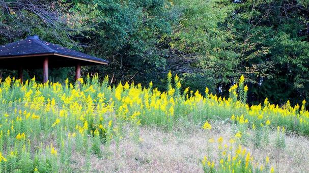 秋のミューズパーク・秋の花の群生・秩父市 秋のミューズパーク・秋の花の群生・秩父市の写真