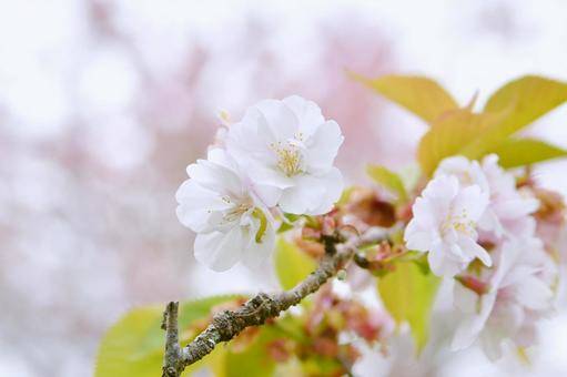 冬桜 冬桜の写真
