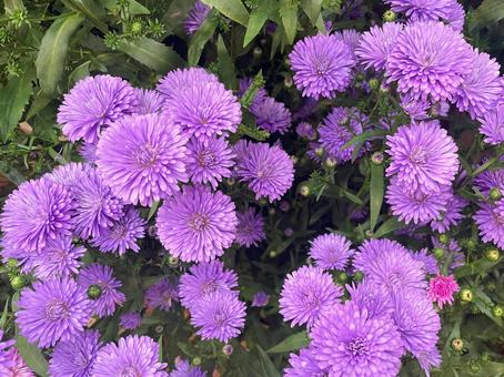 群れ咲く紫色のアスタービクトリアの花 群れ咲く紫色のアスタービクトリアの花 アスタービクトリア,アスター,紫の写真素材