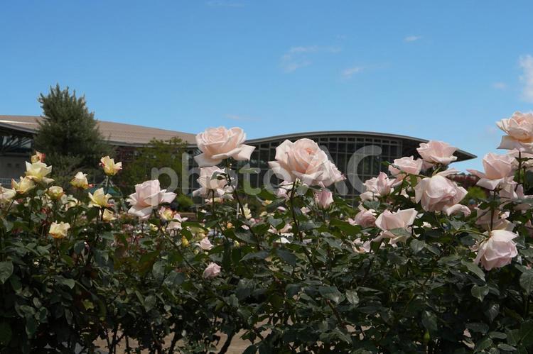 丘陵公園「香りのばらまつり」 ばら,薔薇,バラの写真素材
