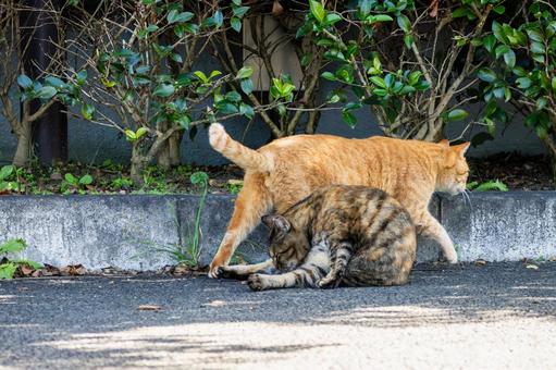 猫(234) 猫(234) 猫,食肉目,ネコ科の写真素材