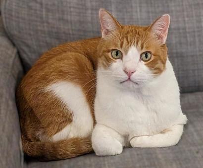 猫の丸まる座りかた（茶白ハチワレ） ねこ,ネコ,catの写真素材