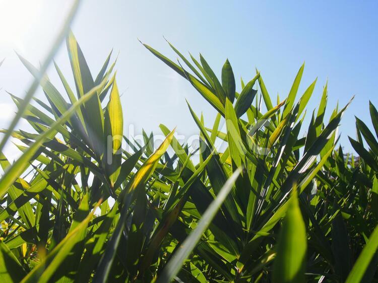 晴れた日の緑 フィールド,何人もありません,夏の写真素材