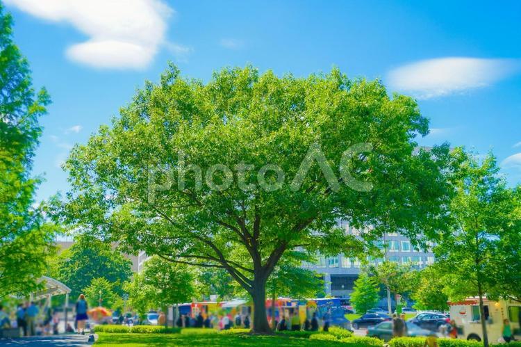 都市公園の大木 大木,公園,アメリカの写真素材